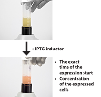 before-after-induction-rfp-1.png